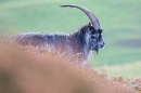 Wild billy goat thru the heather. T3. Oct. '20.