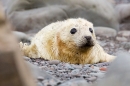 Grey Seal pup thru rocks 2. Nov. '20.