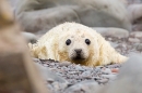 Grey Seal pup thru rocks 1. Nov. '20.