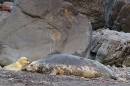Grey Seal cow lying with pup. Nov. '20.