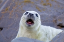Grey Seal pup looking up 1. Nov. '20.