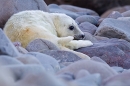 Grey Seal pup lying on rocks. Nov. '20.