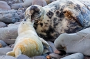 Grey Seal pup nibbling at mum. Nov. '20.