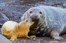 Grey Seal pup kiss for mum. Nov. '20.