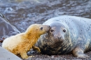 Grey Seal pup affection for mum. Nov. '20.
