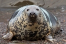 Female Grey Seal on shingle. Nov. '20.