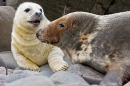 Female Grey Seal and playful pup. Nov. '20.