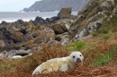 Grey Seal pup and coastline. Nov. '20.