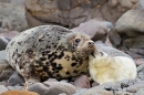 Grey Seal pup nuzzles mum. Nov. '20.