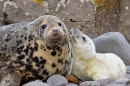 Grey Seal pup nuzzles mum 2. Nov. '20.