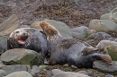 Grey Seal bull and cow foreplay. Nov. '20.