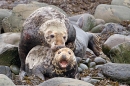 Grey Seals mating 3. Nov. '20.