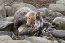 Grey Seals mating 2. Nov. '20.