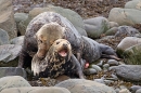 Grey Seals mating 1. Nov. '20.