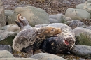 Grey Seals after mating. Nov. '20.