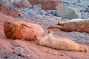 Rock dust orange dyed Grey Seal mum and pup 2. Nov. '20.