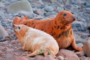 Rock dust orange dyed Grey Seal mum and pup 1. Nov. '20.