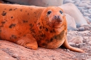 Rock dust,orange dyed Grey Seal cow portrait. Nov. '20.