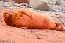 Rock dust,orange dyed Grey Seal cow. Nov. '20.