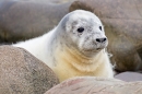 Grey Seal pup shedding fur. Nov. '20.