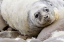 Grey Seal pup shedding fur 2. Nov. '20.
