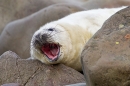 Sleepy Grey Seal pup 4. Nov. '20.