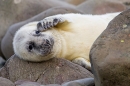 Sleepy Grey Seal pup 1. Nov. '20.