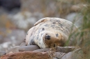 Female Grey Seal asleep under bank. Nov. '20.