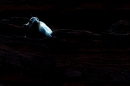 Spotlit Grey Seal cow on rock. Nov. '20.