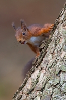 Red Squirrel on trunk. Jan. '22.