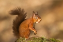 Red Squirrel on mound. Jan. '22.