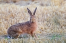 Brown Hare on stubble. Sep. '22.