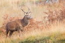 Red Deer Stag 2. Oct. '22.