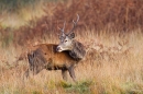 Red Deer Stag  4. Oct. '22.