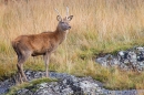 Red Deer pricket. Oct. '22.