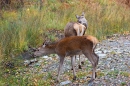 Red Deer hind and calf 1. Oct. '22.