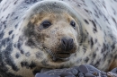 Female Grey Seal 2. Nov. '22.