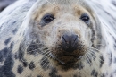 Female Grey Seal 1. Nov. '22.