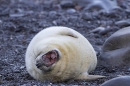 Grey Seal pup yawning. Nov. '22.