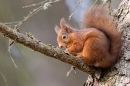 Red Squirrel 5. Feb. '23.