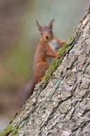 Red Squirrel 3. Feb. '23.