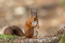 Red Squirrel 1. Feb. '23.