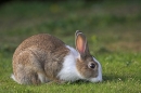 Feral Rabbit.