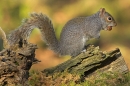 Grey Squirrel with hazel nut.