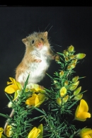 Harvest Mouse on gorse.