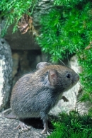 Young Field Vole.