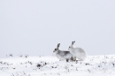 2 Mountain Hares(Yeah,Back Off Buster) 3/3/'10.