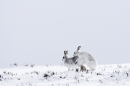 2 Mountain Hares(Steady on,we've only just met) 3/3/'10.
