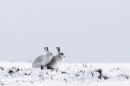 2 Mountain Hares(He'll keep my back warm anyway) 3/3/'10