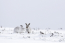 2 Mountain Hares(Maybe he's not so bad) 3/3/'10.